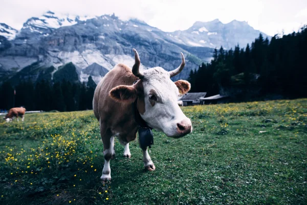 pexels-heiner-205001